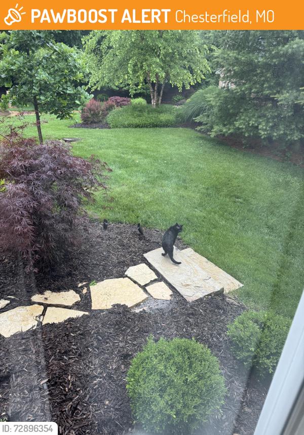Found/Stray Unknown Cat last seen Conway Road and Chesterfield Parkway, Chesterfield, MO 63017