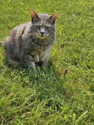 Lost Female Cat last seen Bethany church rd/ upper brush creek , Fairview, NC 28730