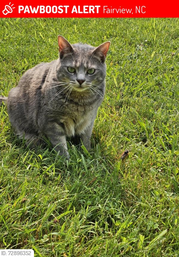 Lost Female Cat last seen Bethany church rd/ upper brush creek , Fairview, NC 28730