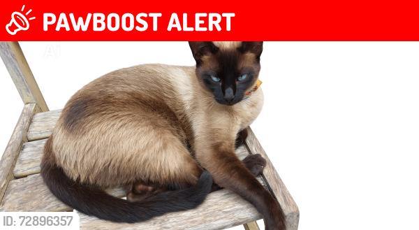 Lost Male Cat last seen Em Frente à casa de ração , Estância Lago Azul, SP 07866-200