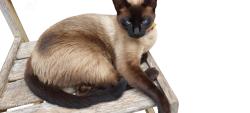 Lost Male Cat last seen Em Frente à casa de ração , Estância Lago Azul, SP 07866-200