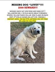 Lost Female Dog last seen 131st and Millhopper Road, Gainesville, FL 32605