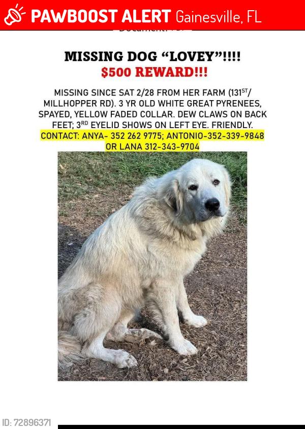 Lost Female Dog last seen 131st and Millhopper Road, Gainesville, FL 32605