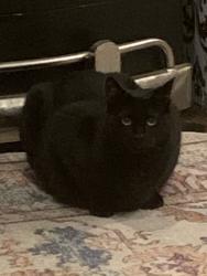 Reunited Male Cat last seen Queenswood and Waters Rd, Chesapeake, VA 23322