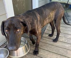 Found/Stray Female Dog last seen HWY 64, Macon County, NC 28734
