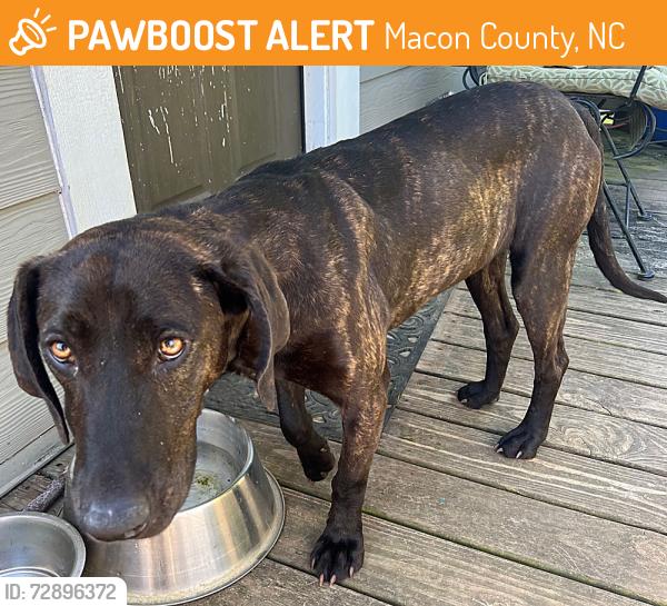 Found/Stray Female Dog last seen HWY 64, Macon County, NC 28734