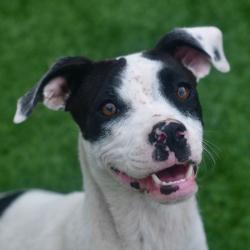Shelter Stray Female Dog last seen , Ottawa, KS 66067
