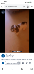 Reunited Male Dog last seen Preston Street, Baltimore, MD 21201