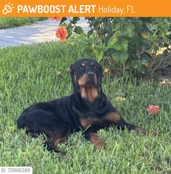 Found/Stray Male Dog last seen Punta Palma Ct., Holiday, FL 34691