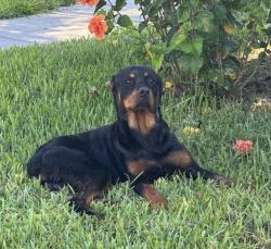 Found/Stray Male Dog last seen Punta Palma Ct., Holiday, FL 34691
