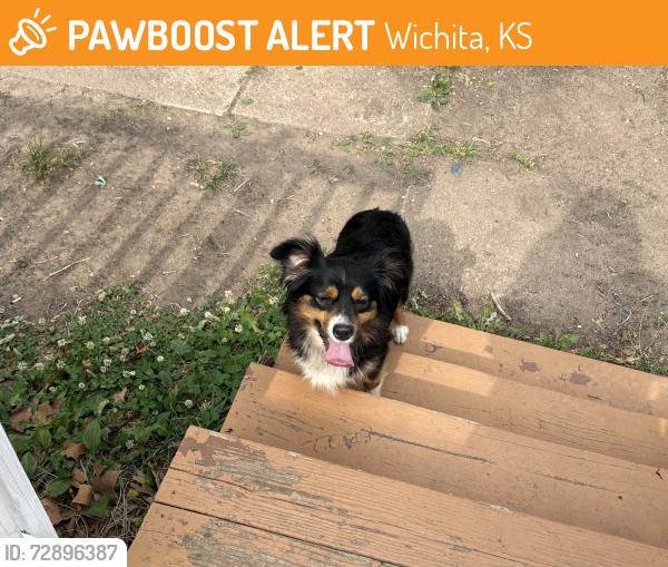Found/Stray Female Dog last seen Clifton and S Yale, Wichita, KS 67210