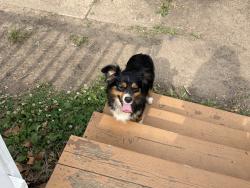 Found/Stray Female Dog last seen Clifton and S Yale, Wichita, KS 67210