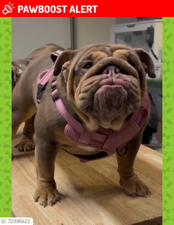 Lost Female Dog last seen Mesquite, Desert Hot Springs, CA 92240