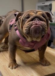 Lost Female Dog last seen Mesquite, Desert Hot Springs, CA 92240