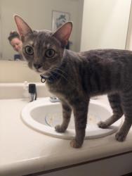 Found/Stray Female Cat last seen Hidden Lake Loop, Fayetteville, NC 28304
