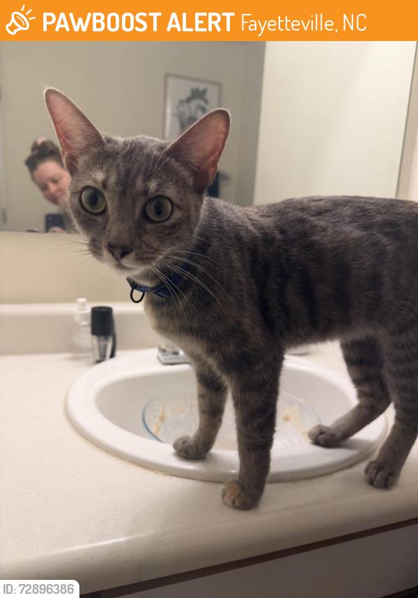 Found/Stray Female Cat last seen Hidden Lake Loop, Fayetteville, NC 28304