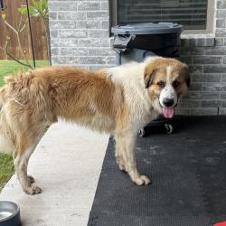 Found/Stray Unknown Dog last seen Dewey lake pl Lavon Texas 75166, Lavon, TX 75166