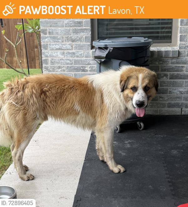 Found/Stray Unknown Dog last seen Dewey lake pl Lavon Texas 75166, Lavon, TX 75166