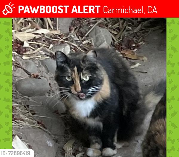 Lost Female Cat last seen Gibbons & Engle, Carmichael, CA 95608