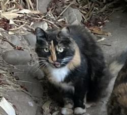 Lost Female Cat last seen Gibbons & Engle, Carmichael, CA 95608