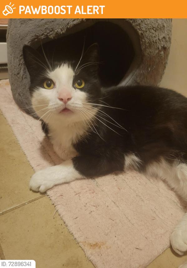 Rehomed Male Cat last seen Clearview drive east stroudsburg lake of the pines, East Stroudsburg, PA 18302