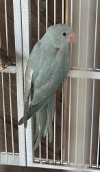 Found/Stray Unknown Bird last seen Tice Rd. And Country Lakes Rd., Fort Myers, FL 33905