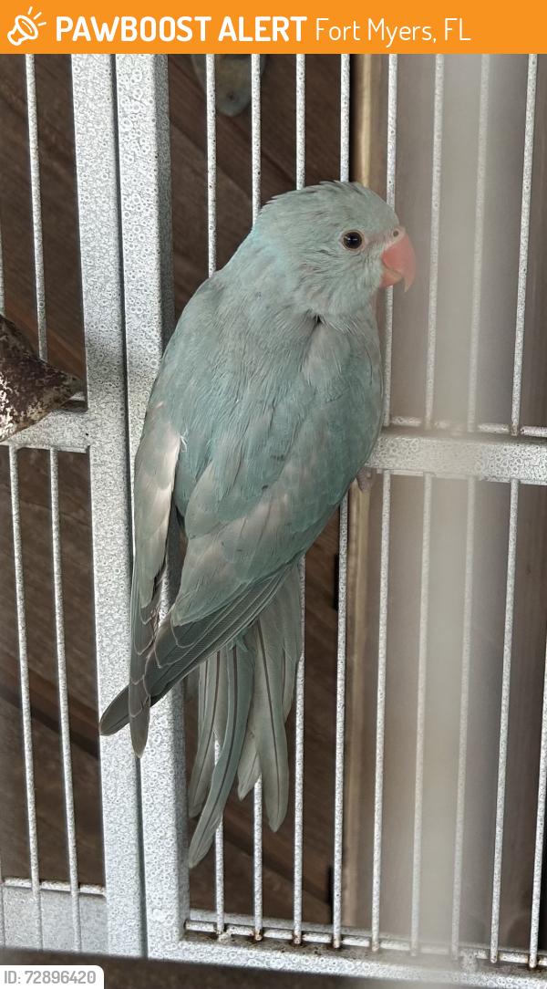 Found/Stray Unknown Bird last seen Tice Rd. And Country Lakes Rd., Fort Myers, FL 33905