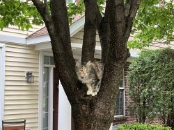 Found/Stray Female Cat last seen Near the s close to Ecumen Seasons at Maplewood, Maplewood, MN 55109