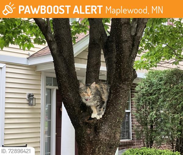 Found/Stray Female Cat last seen Near the s close to Ecumen Seasons at Maplewood, Maplewood, MN 55109