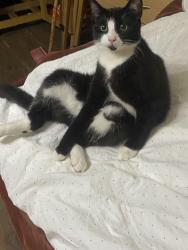 Lost Male Cat last seen Randolph Gardens, Greater London, England 
