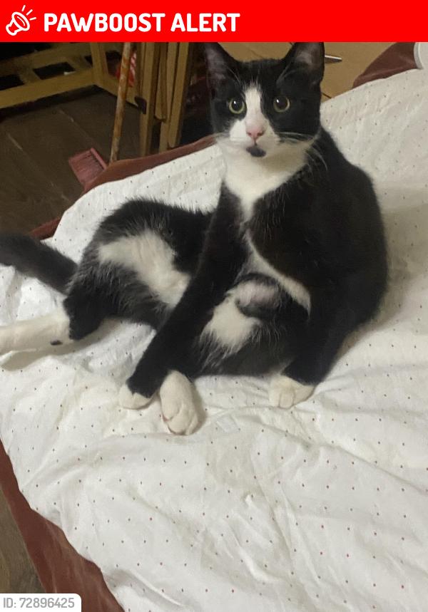 Lost Male Cat last seen Randolph Gardens, Greater London, England 
