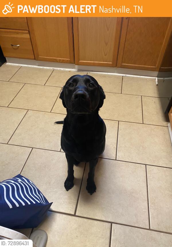 Found/Stray Female Dog last seen Near Myatt Dr, Madison, TN 37115, Nashville, TN 37115
