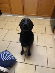 Found/Stray Female Dog last seen Near Myatt Dr, Madison, TN 37115, Nashville, TN 37115