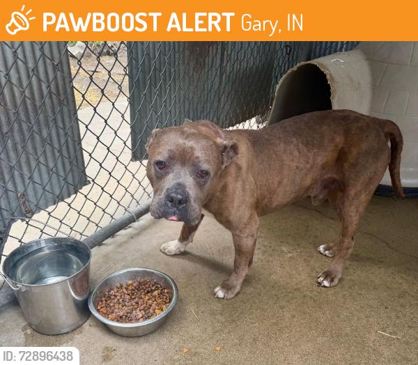 Found/Stray Unknown Dog last seen Gary Animal Control, Gary, IN 46402