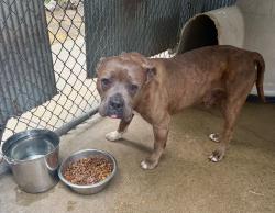 Found/Stray Unknown Dog last seen Gary Animal Control, Gary, IN 46402