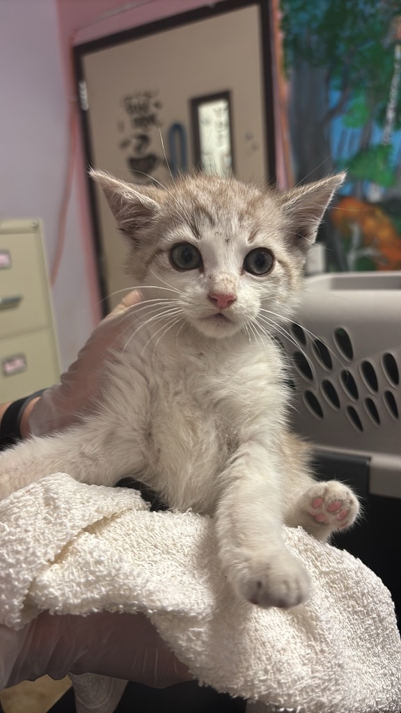 Shelter Stray Male Cat last seen Bexar County, New Braunfels, TX 78130