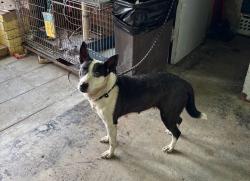 Found/Stray Unknown Dog last seen Gary Animal Control, Gary, IN 46402
