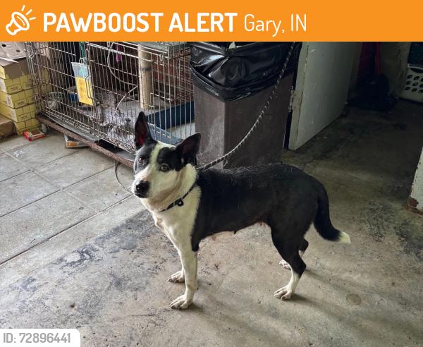 Found/Stray Unknown Dog last seen Gary Animal Control, Gary, IN 46402