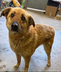 Found/Stray Male Dog last seen Gary Animal Control, Gary, IN 46402