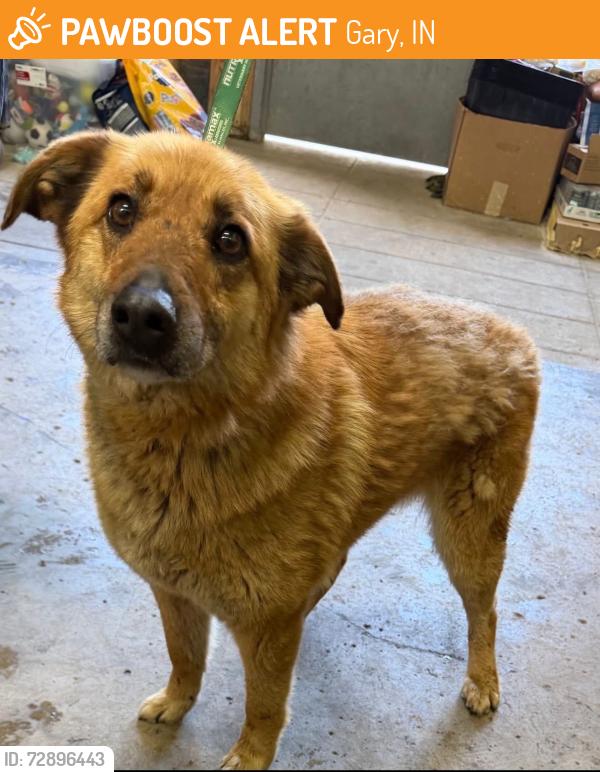 Found/Stray Male Dog last seen Gary Animal Control, Gary, IN 46402