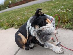 Found/Stray Female Dog last seen Durston and Sheridan, Bozeman, MT 59718