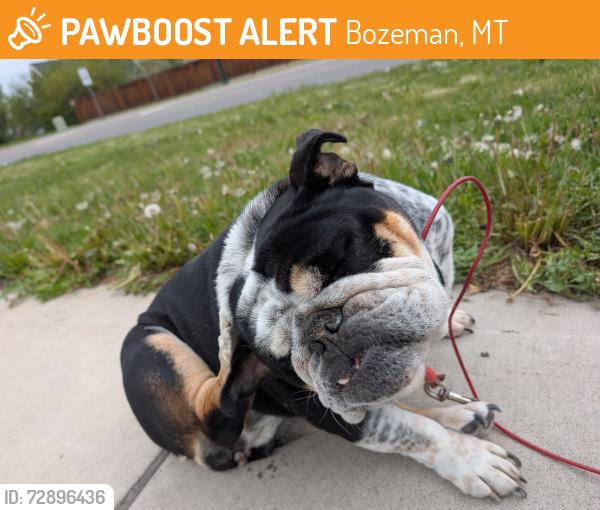 Found/Stray Female Dog last seen Durston and Sheridan, Bozeman, MT 59718
