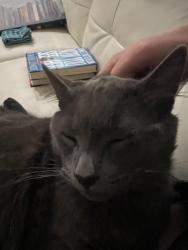 Lost Male Cat last seen 11th St., Tracy, CA 95376