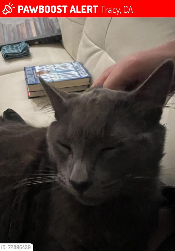 Lost Male Cat last seen 11th St., Tracy, CA 95376