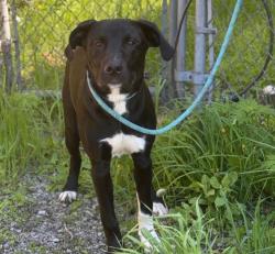 Found/Stray Unknown Dog last seen Gary Animal Control, Gary, IN 46402