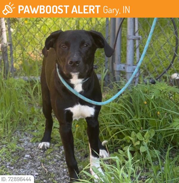 Found/Stray Unknown Dog last seen Gary Animal Control, Gary, IN 46402