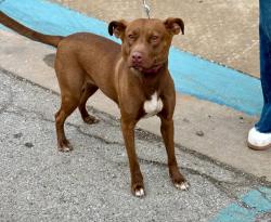 Found/Stray Unknown Dog last seen Gary Animal Control, Gary, IN 46402