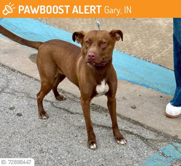 Found/Stray Unknown Dog last seen Gary Animal Control, Gary, IN 46402