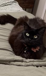 Lost Female Cat last seen Holcomb Bridge road, Rivermont Golf Course, Barnwell Road, Alpharetta, GA 30022