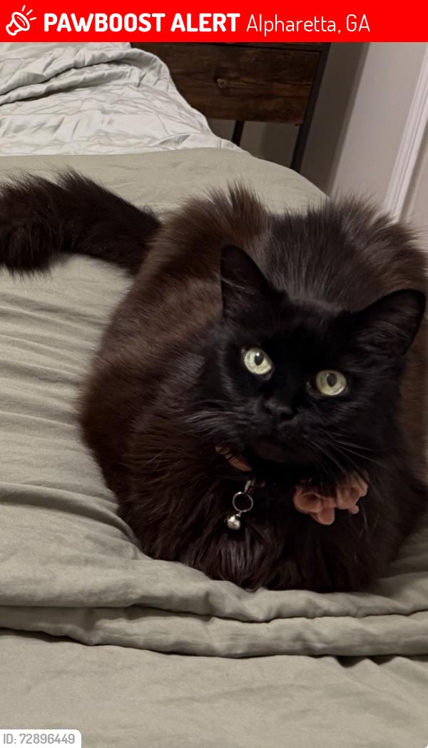 Lost Female Cat last seen Holcomb Bridge road, Rivermont Golf Course, Barnwell Road, Alpharetta, GA 30022